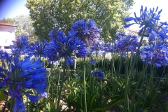 13615387_1777300809180823_9141941540843594481_n