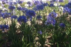 13654413_1777300782514159_5448617647909960800_n